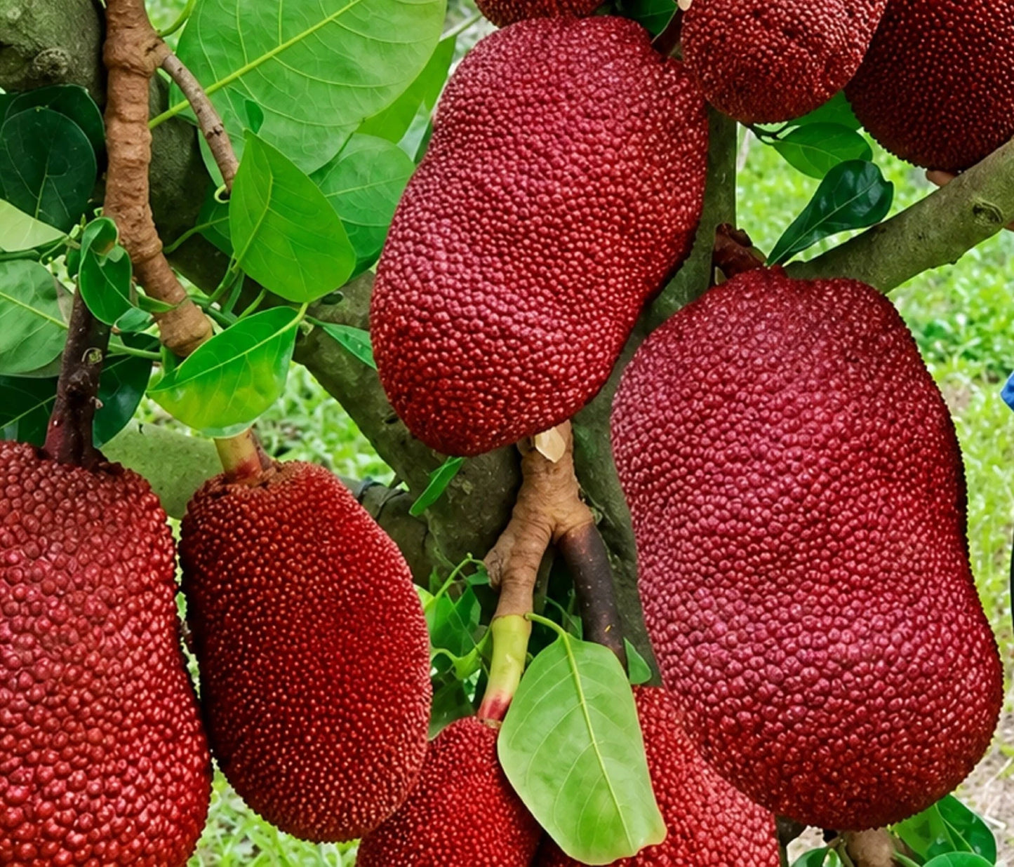 Thailand Red Jackfruit - Premium Grafted Exotic Fruit Tree