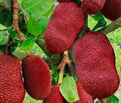 Thailand Red Jackfruit - Premium Grafted Exotic Fruit Tree