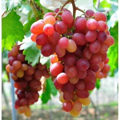 Premium Crimson Seedless Grape Seeds (Vitis vinifera var. Crimson) – Exotic Sweet Red Table Grape Fruit Seeds for Planting (100+ Pcs)