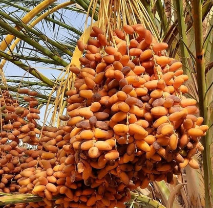 Medjool Date Palm Seeds (Phoenix dactylifera) – 35+ Premium Arabian King of Dates Sweet Seedlings
