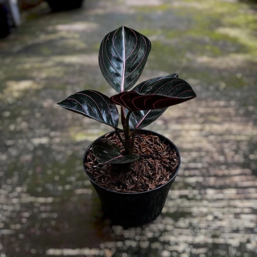Aglaonema Rotundum Aceh - Rare & Exotic Tropical Aroid