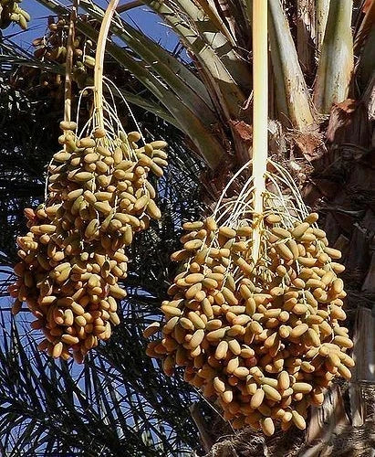 Deglet Noor Date Palm Seeds (Phoenix dactylifera 'Deglet Noor') – Premium Queen of Dates Exotic Fruit Tree Seeds for Planting (35 Pcs)