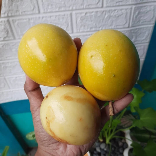 Yellow Passion Fruit Seeds (Passiflora edulis f. flavicarpa / 500+ Golden Granadilla Vine Fruit Seeds) – Premium Exotic Botanical Specimen Plant Seeds for Planting