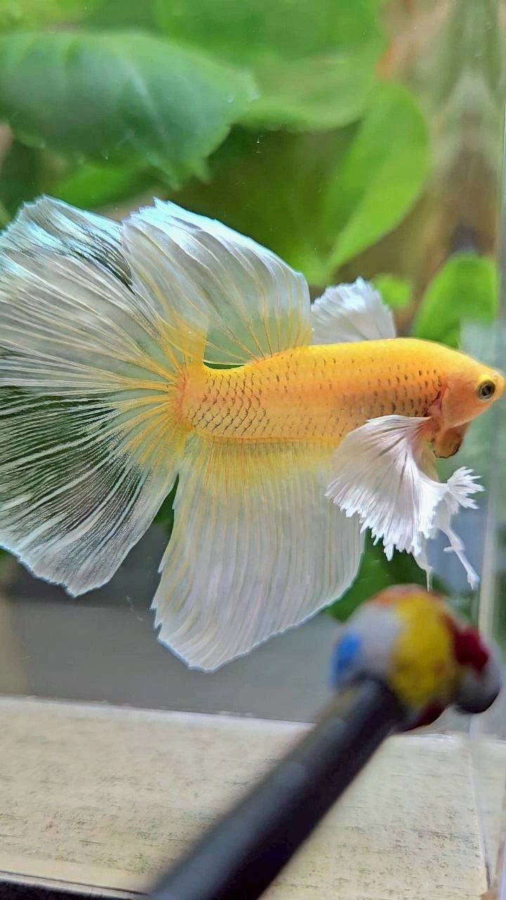 Rare Halfmoon Dumbo Ear Gold Butterfly - Premium Import Betta Fish From Indonesia