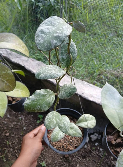 Hoya Waymaniae Cloudy Sky Rare Tropical Indoor Outdoor Wax Plant Seeds / Cuttings (Hoya waymaniae 'Cloudy Sky') – Premium Certified Splash-Foliage Waxflower Plant for Planting
