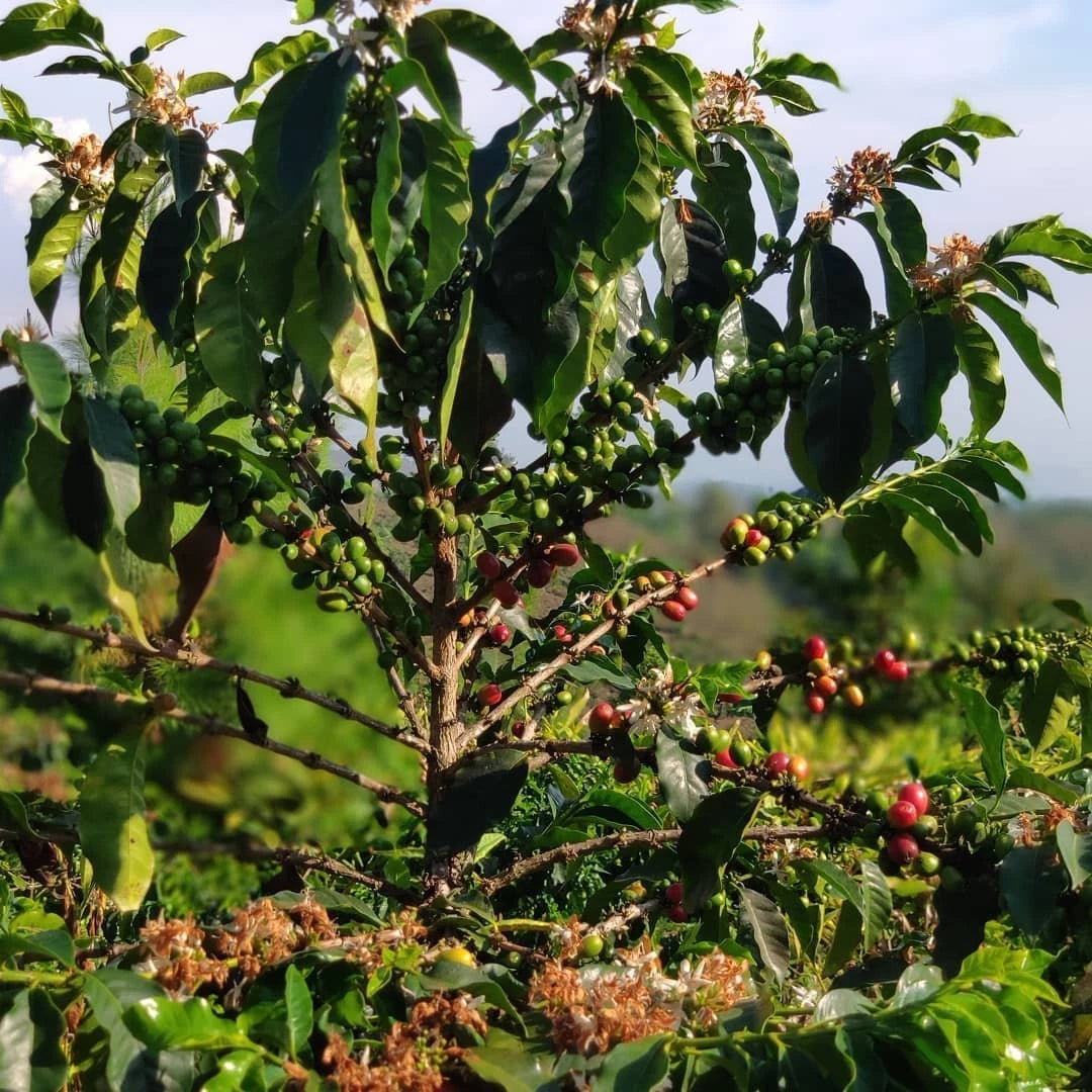 Argopuro Coffee Seeds (Coffea arabica) – 120 Premium Certified East Java Arabica Seeds for Planting