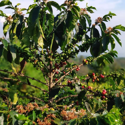 Argopuro Coffee Seeds (Coffea arabica) – 120 Premium Certified East Java Arabica Seeds for Planting