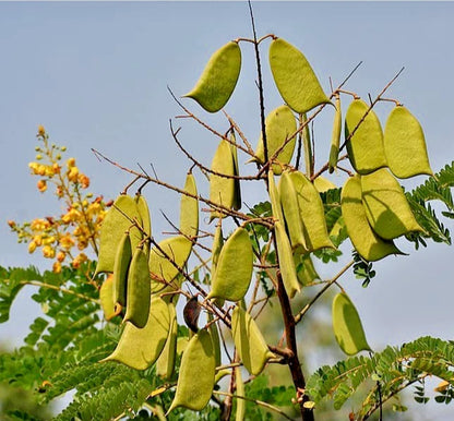 Sappan Wood Tree Seeds (Caesalpinia sappan / 100+ Rare Medicinal & Dye Wood Seeds) – Premium Exotic Botanical Plant Seeds for Planting