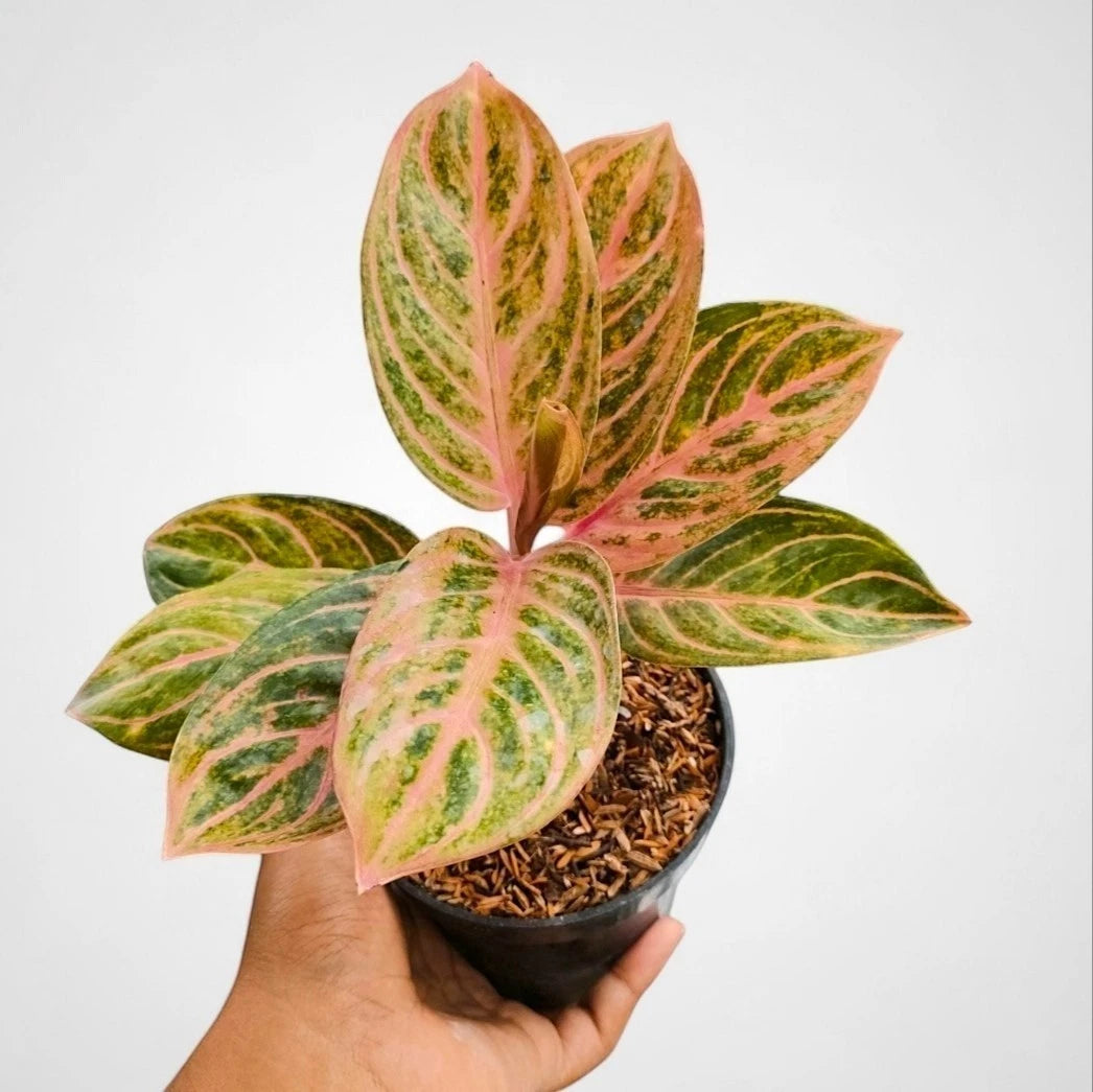 Aglaonema 'Rinjani' - Majestic & Radiant Tropical Houseplant