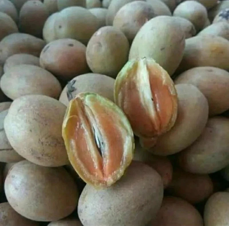 Premium Sweet Honey Sapodilla Seeds (Manilkara zapota var. Sweet Honey) – Exotic Ultra-Sweet Chico Zapote Fruit Seeds for Planting (35+ Pcs)