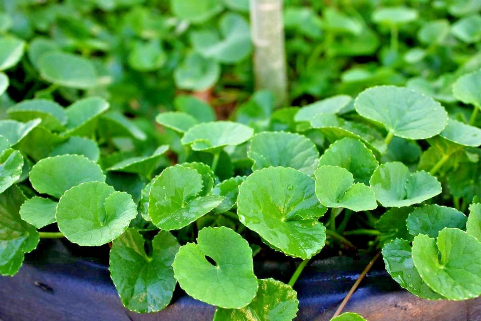 50+ Gotu Kola Seeds | Pegagan | Centella Asiatica | Medicinal Herb Seeds | Easy to Grow