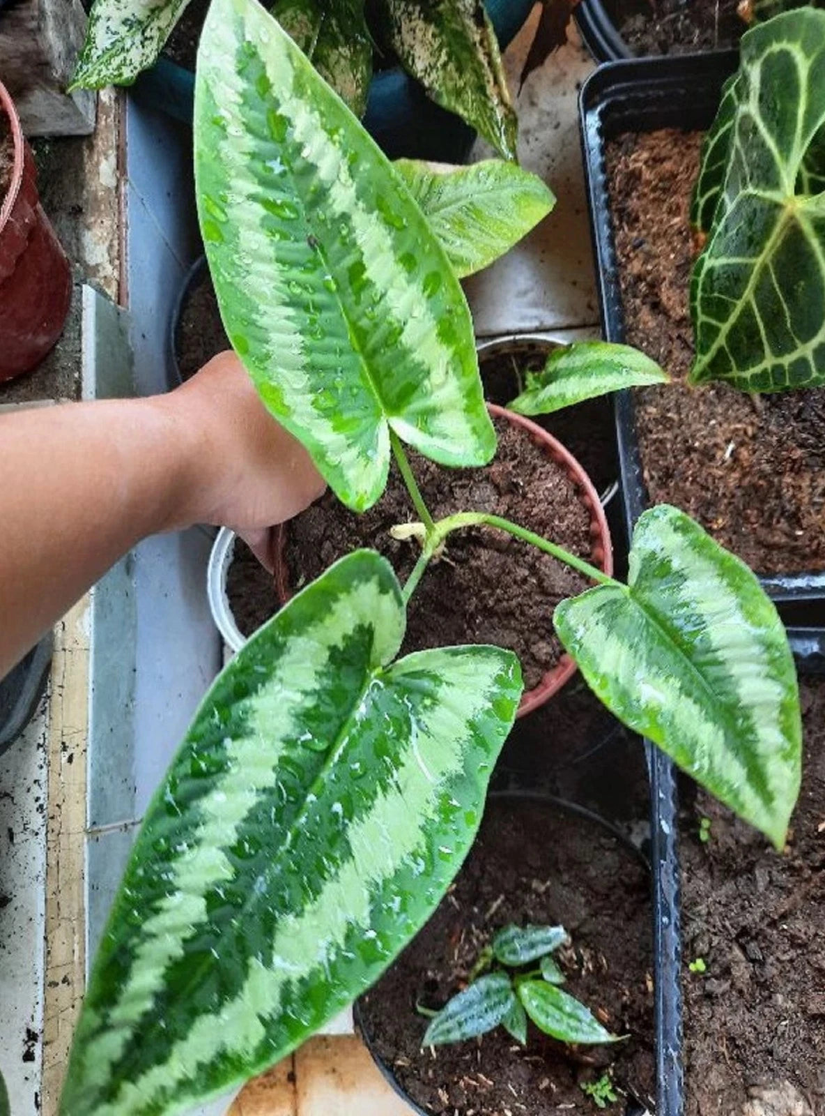 Homalomena 'Andromeda' Variegated – Rare Tropical Aroid
