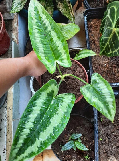 Homalomena 'Andromeda' Variegated – Rare Tropical Aroid