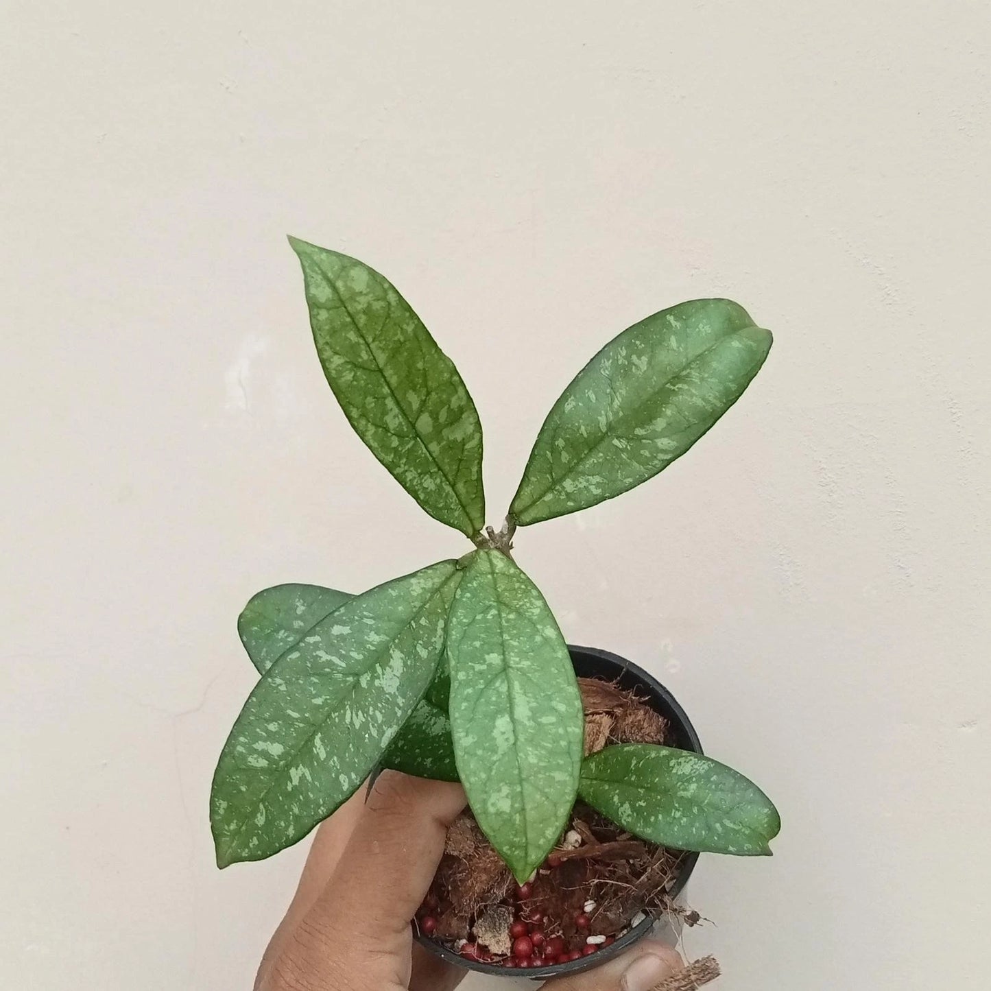 Hoya crassipetiolata 'Splash' – Rare Silver-Flecked Epiphytic Specimen (Collectors Quality)