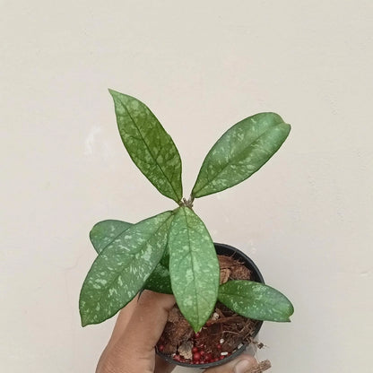 Hoya crassipetiolata 'Splash' – Rare Silver-Flecked Epiphytic Specimen (Collectors Quality)