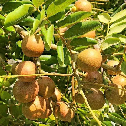 Grafted Ping Pong Longan (Lengkeng Pingpong) Seedling – Premium Tropical Fruit Tree