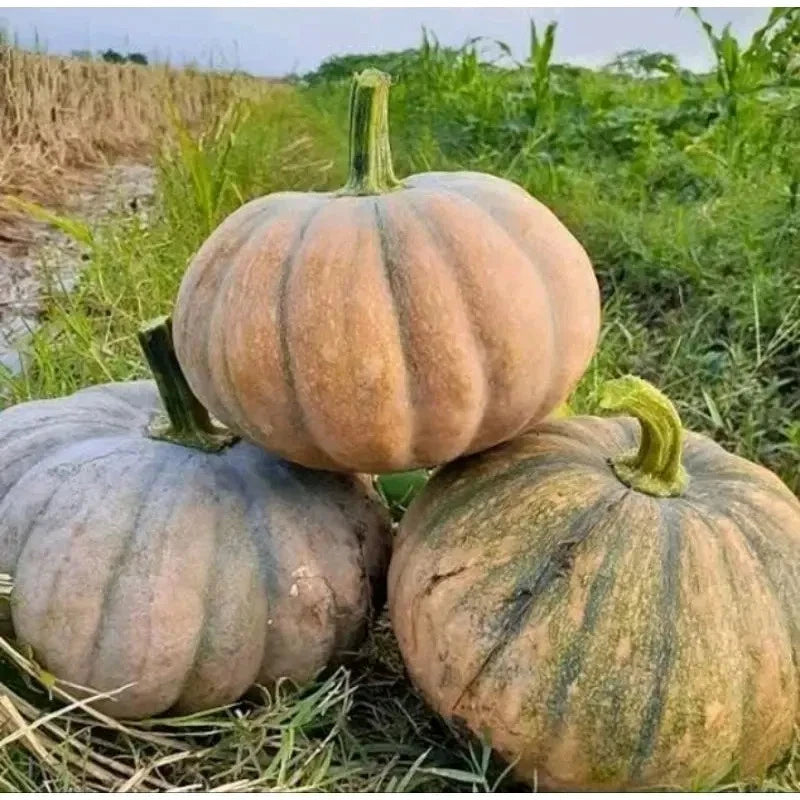 Giant Yellow Pumpkin (Cucurbita maxima) – 100+ Premium Seeds