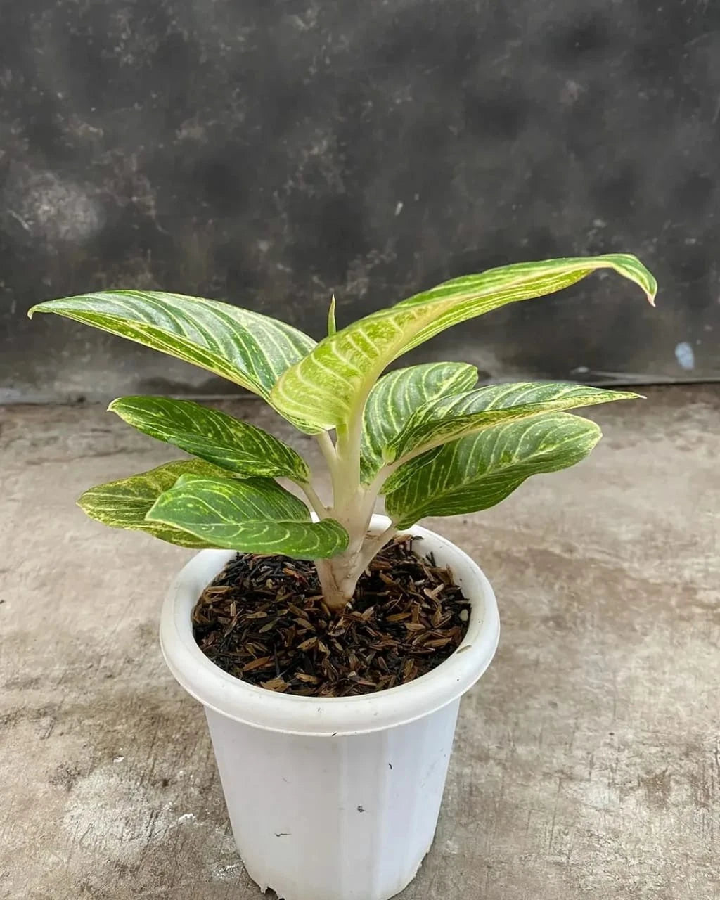 Aglaonema 'White Asri' - Crisp & Elegant Tropical Houseplan