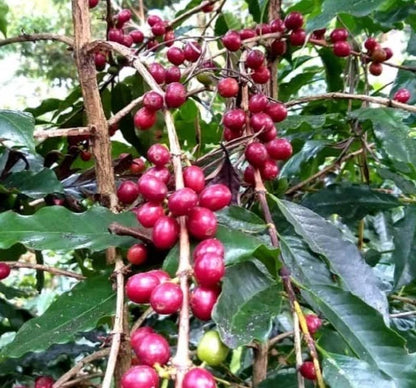 Typica Java Coffee Seeds (Coffea arabica var. Typica) – Premium Heirloom Indonesian Specialty Coffee Bean Seeds for Planting (100 Pcs)