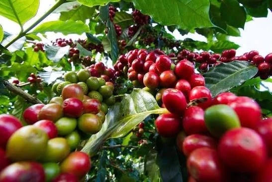Premium Kurume Coffee Seeds (Coffea arabica var. Kurume) – Elite Ethiopian Heirloom Specialty Coffee Bean Seeds for Planting (Batch Seeds)