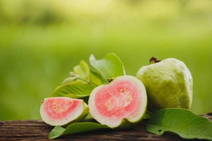 Red Crystal Guava Seeds (Psidium guajava 'Red Crystal') – Premium Certified High-Yield Specialty Sweet Tropical Fruit Tree Seeds for Planting (1000+ Pcs)