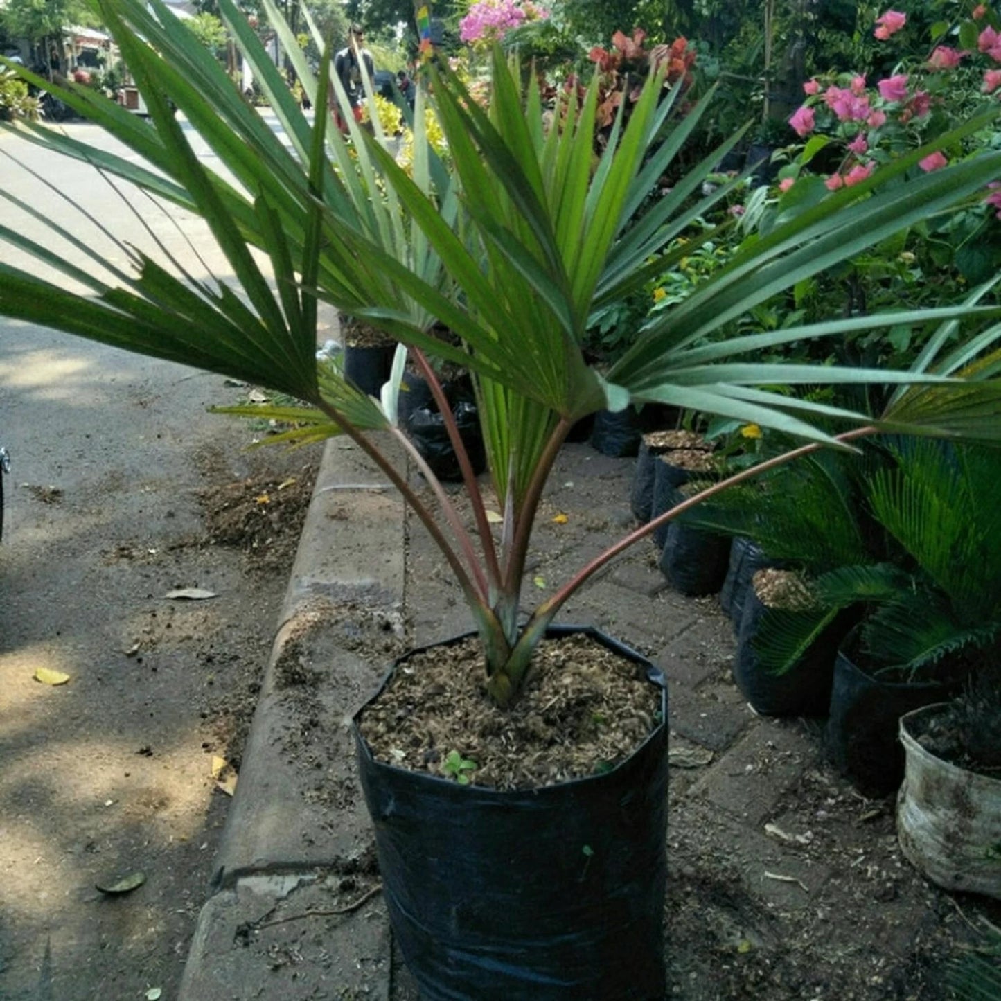Red Latan Palm (Latania loddigesii) - Rare Exotic Tropical Specimen