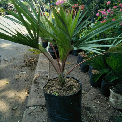 Red Latan Palm (Latania loddigesii) - Rare Exotic Tropical Specimen
