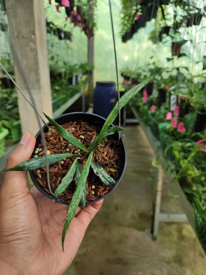 Hoya Mirabilis Silver Rare Wax Plant | Tropical Indoor Outdoor Hoya | Exotic Collector Houseplant