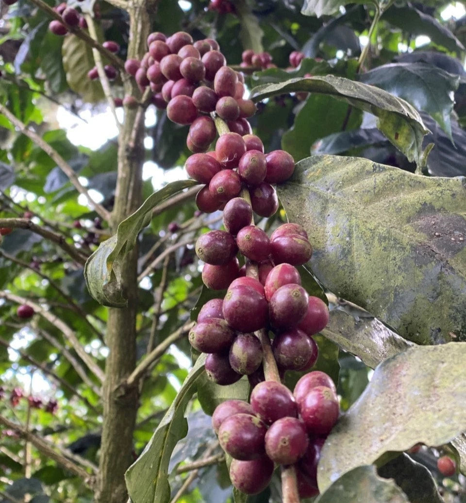 Bourbon Purple Coffee Seeds (Coffea arabica var. Bourbon Rojo / Purple Bourbon) – Rare Heirloom Specialty Coffee Beans for Planting and Cultivation