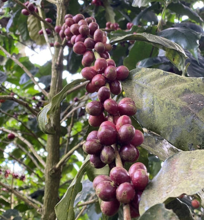 Bourbon Purple Coffee Seeds (Coffea arabica var. Bourbon Rojo / Purple Bourbon) – Rare Heirloom Specialty Coffee Beans for Planting and Cultivation