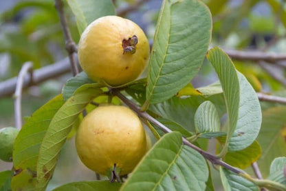 Yellow Guava Seeds (Psidium guajava / 1000+ Fresh Tropical Fruit Tree Seeds) – Premium Exotic Botanical Specimen Plant Seeds for Planting