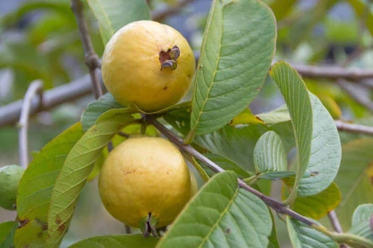 Yellow Guava Seeds (Psidium guajava / 1000+ Fresh Tropical Fruit Tree Seeds) – Premium Exotic Botanical Specimen Plant Seeds for Planting