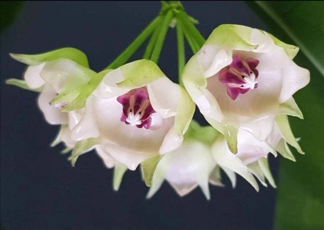 Hoya Surisana Green (Sp. Indonesia) – Rare Epiphytic Tropical Vine with Unique Foliage for Indoor & Outdoor Display