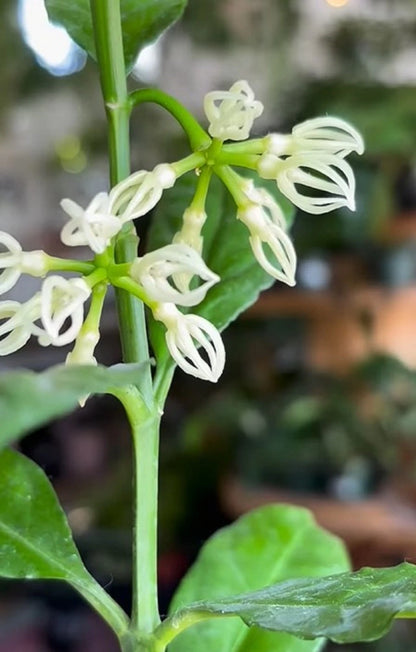 Rare Hoya Decipulae Green Live Plant - Premium Exotic Tropical Wax Plant Vine