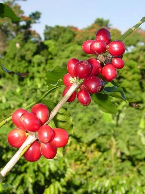 Esperanza L4A5 Coffee Seeds (Coffea arabica selection) – Bulk Rare High-Altitude Specialty Coffee Beans for Planting