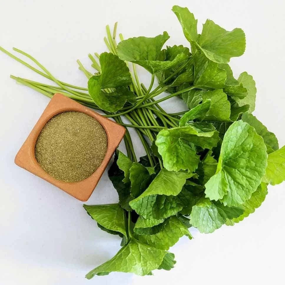 Gotu Kola Pegagan Super Seeds (Centella asiatica) – Premium 50+ Medicinal Herb & Longevity Leaf Exotic Botanical Seeds for Planting (50+ Pcs)
