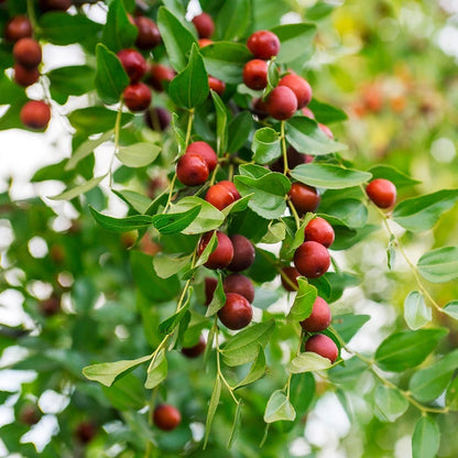 Chinese Jujube Seeds 120+ pcs (Ziziphus ziziphus) – Premium Certified Chinese Date / Red Date Fruit Tree Plant Seeds for Planting
