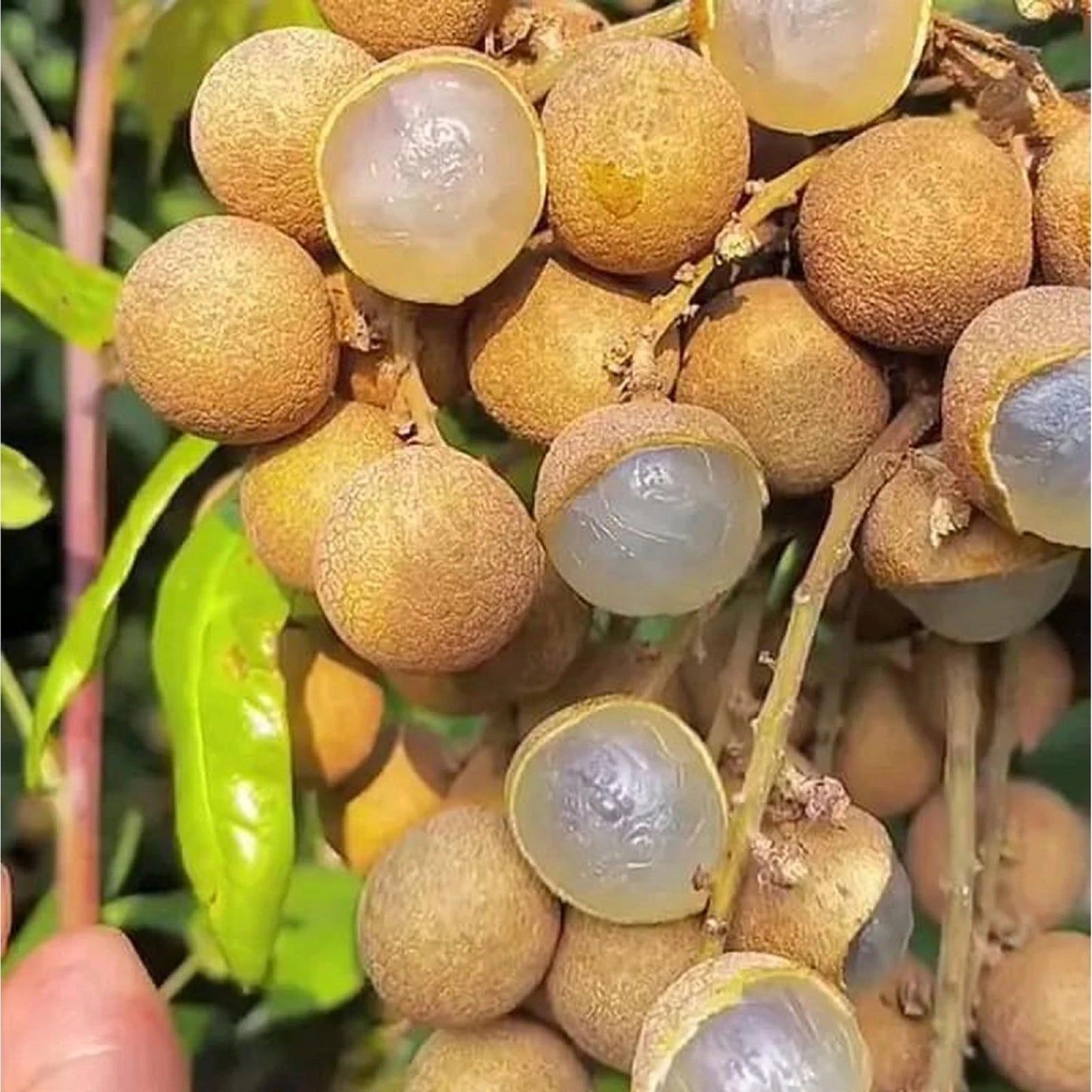 Kristalin Longan Fruit Tree - Grafted Sweet Tropical Variety