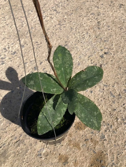 Hoya undulata 'Green Splash' – Ultra-Rare Wavy-Leaf Tropical Wax Vine