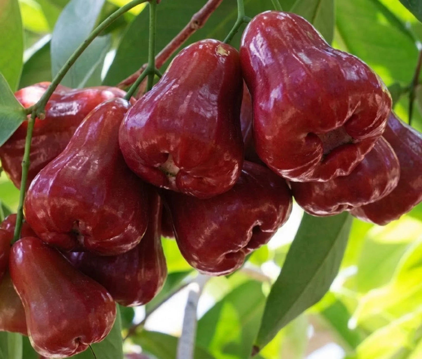 Grafted 'Dalhari' Water Apple (Jambu Air) – Premium Tropical Fruit Tree