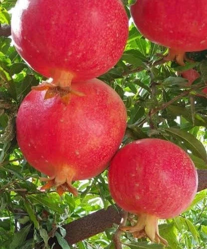Premium Akko Pomegranate Seeds (Punica granatum) – Sweet Israeli Exotic Fruit Seeds for Planting (100+ Pcs)