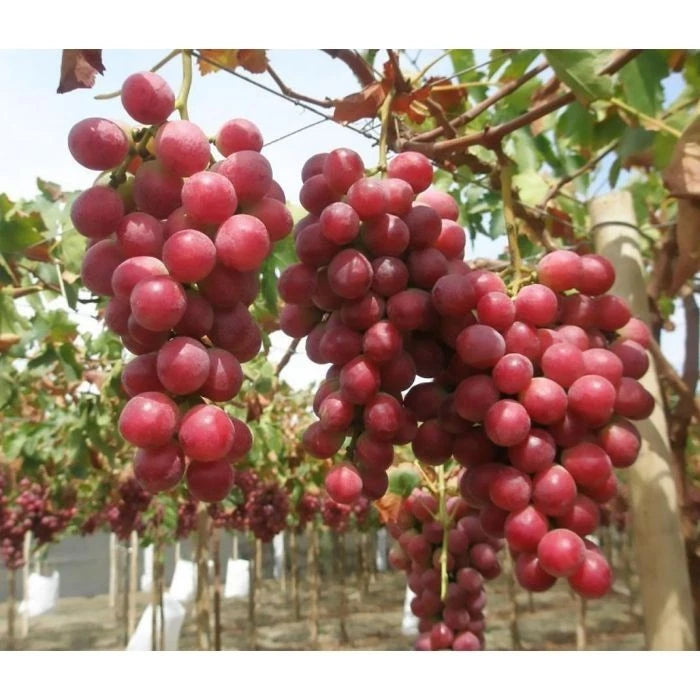 Red Globe Grape Seeds (Vitis vinifera) – Premium Certified High-Yield Sweet Table Grape Fruit Vine Plant Seeds for Planting (100 Pcs)