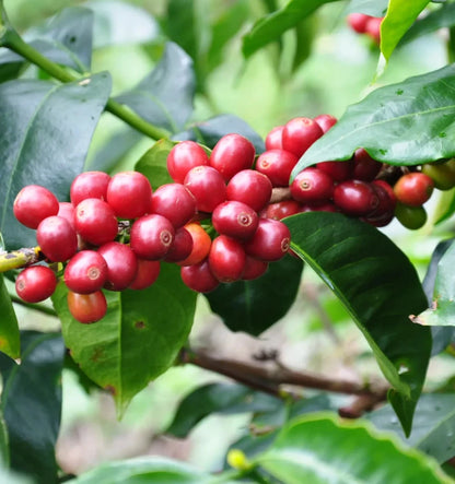 Geisha Peruvian Coffee (Coffea arabica) – 120+ Premium Micro-Lot Seeds