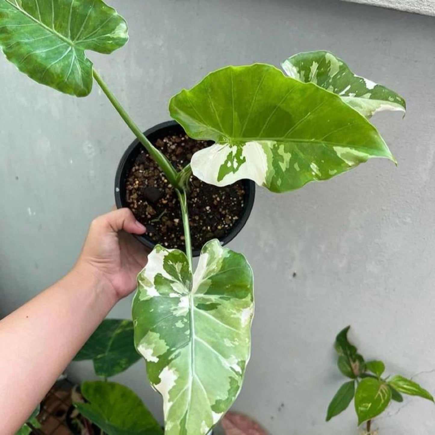 Alocasia Odora 'Okinawa Silver' - Rare Silver Variegated Aroid