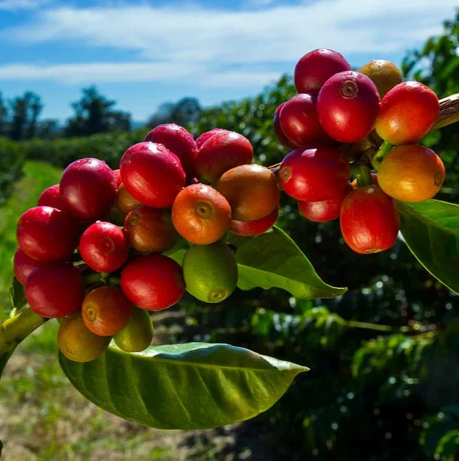 Mundo Novo Coffee Seeds (Coffea arabica var. Mundo Novo) – Premium Certified High-Yield Specialty Gourmet Coffee Bean Seeds for Planting (120 Pcs)