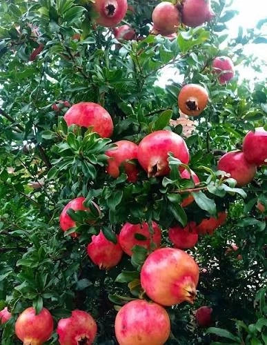 Super Sweet Bhagawa Pomegranate Seeds (Punica granatum) – Rare Red Fruit Seeds for Planting