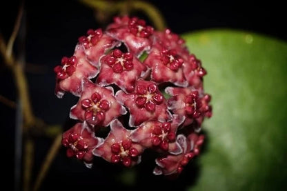 Hoya Excavata Sp Sulawesi Rare Tropical Wax Plant (Hoya excavata / Sulawesi Selection) – Premium Exotic Epiphytic Vine Plant Seeds & Cuttings for Planting
