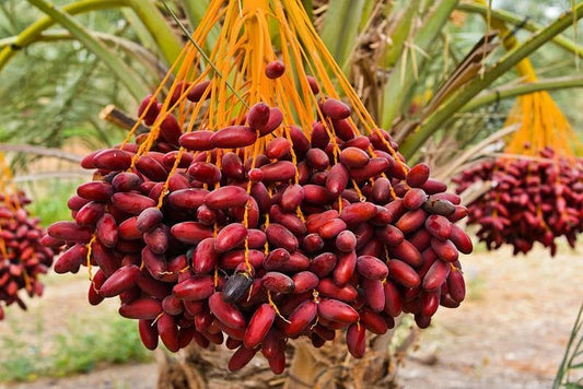 35+ Red Date Palm Seeds (Phoenix dactylifera Dwarf Type / Scarlet Date Palm) – Premium Exotic Fruit Tree & Ornamental Landscape Seeds for Planting