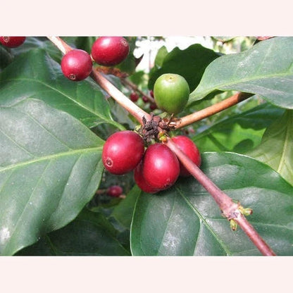 Mundo Novo Coffee Seeds (Coffea arabica var. Mundo Novo / Brazilian Highland Selection) – Premium Gourmet Specialty Coffee Plant Seeds for Planting