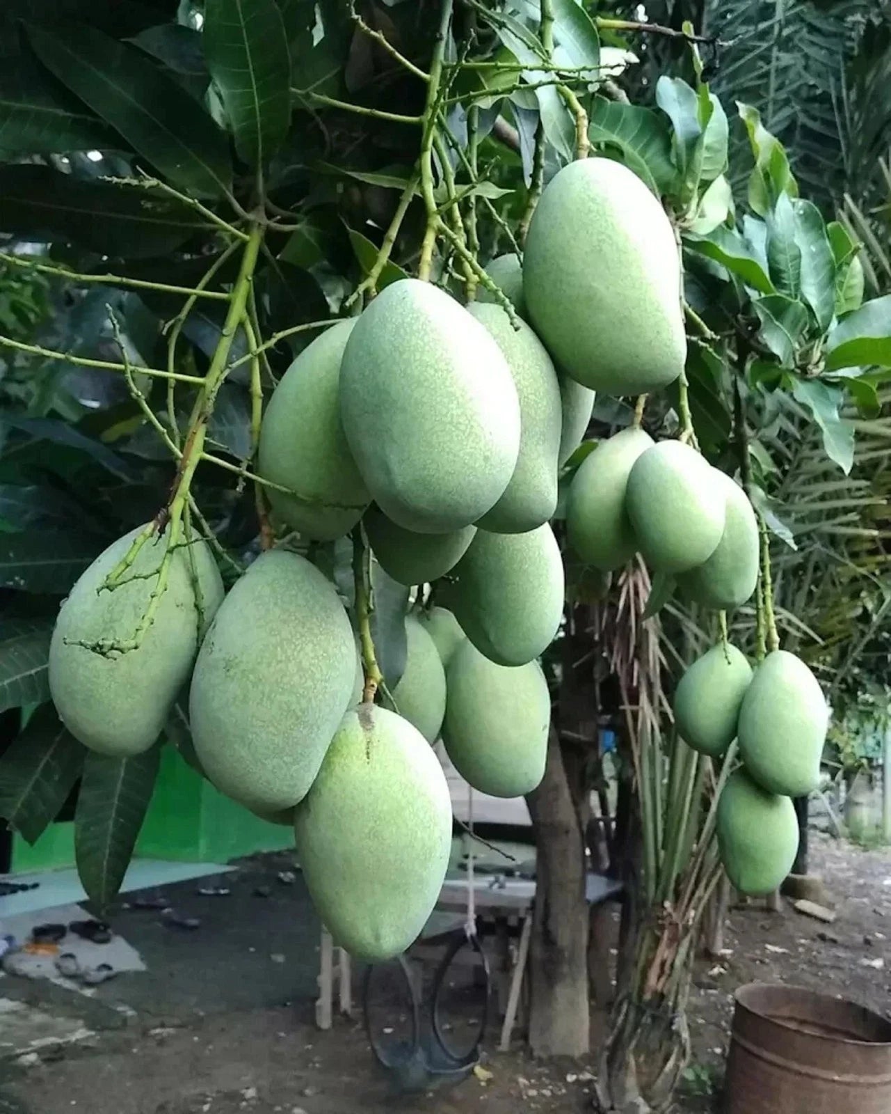 Premium Grafted Manalagi Mango Fruit Tree - Sweet Fiberless Tropical Mango